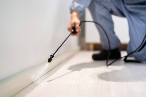 Licensed Wasp Removal service in Edmore, MI - Show Me Pest Control
